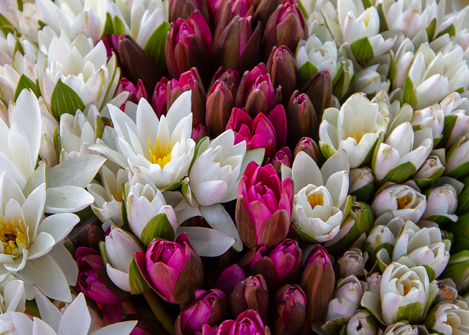 A Pond Full Of Lilies