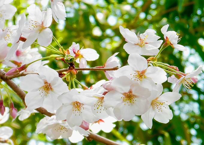 Japanese Cherry Sakura