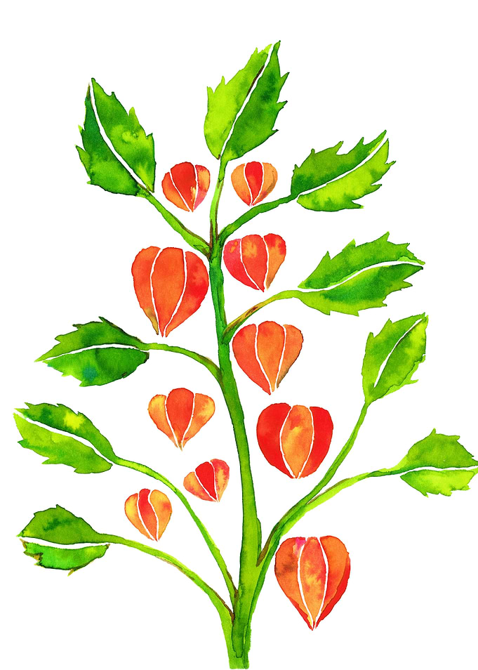 Physalis