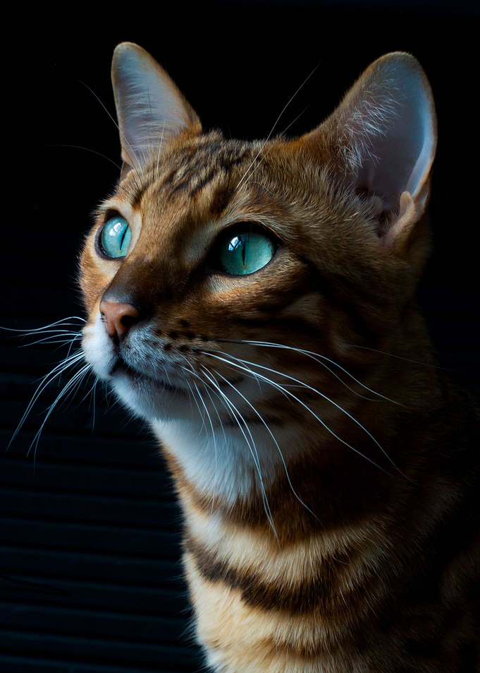 Beautiful cat