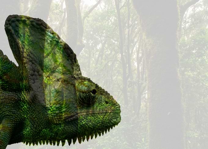 Veiled Chameleon Jungle