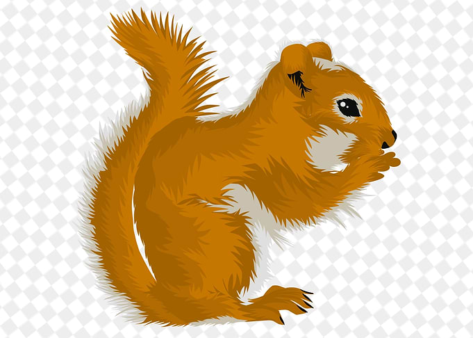 squirrel on the chessboard
