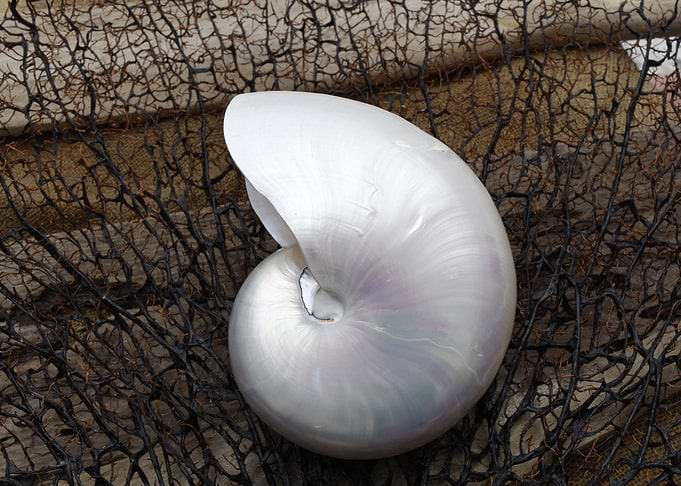 Whole Pearl Nautilus