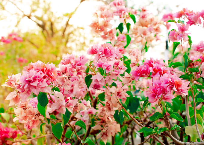 love of flowers