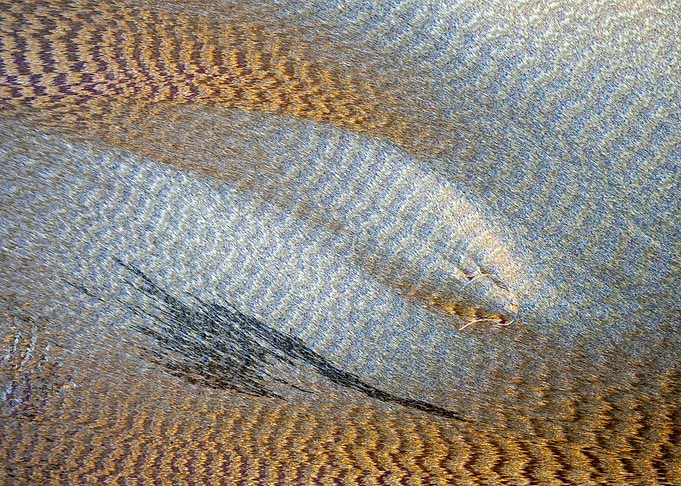 Aspirin Dunes III