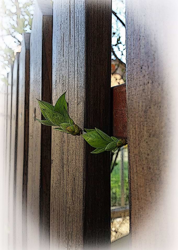 outside the fence