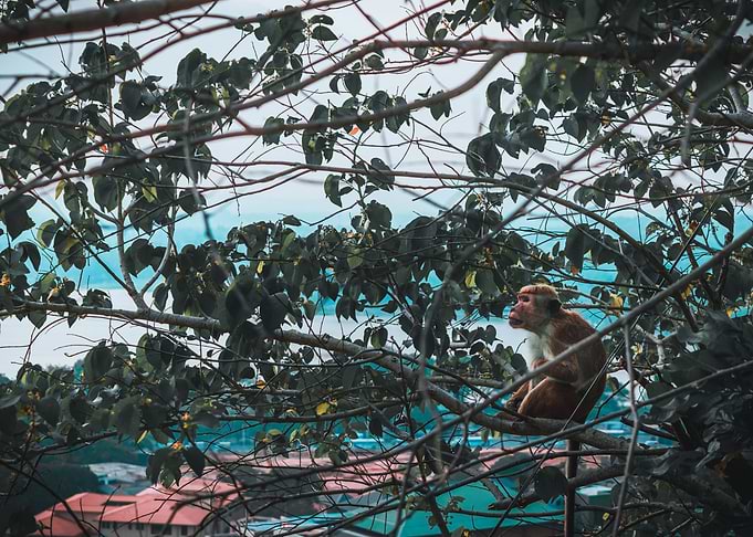 mr monkey the alone