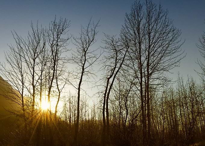 Sunburst trees