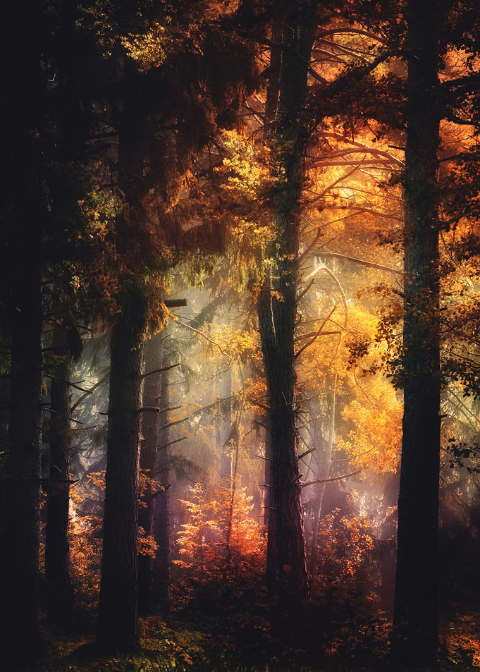 Glowing Dreams