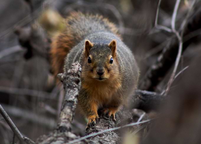 Squirrel