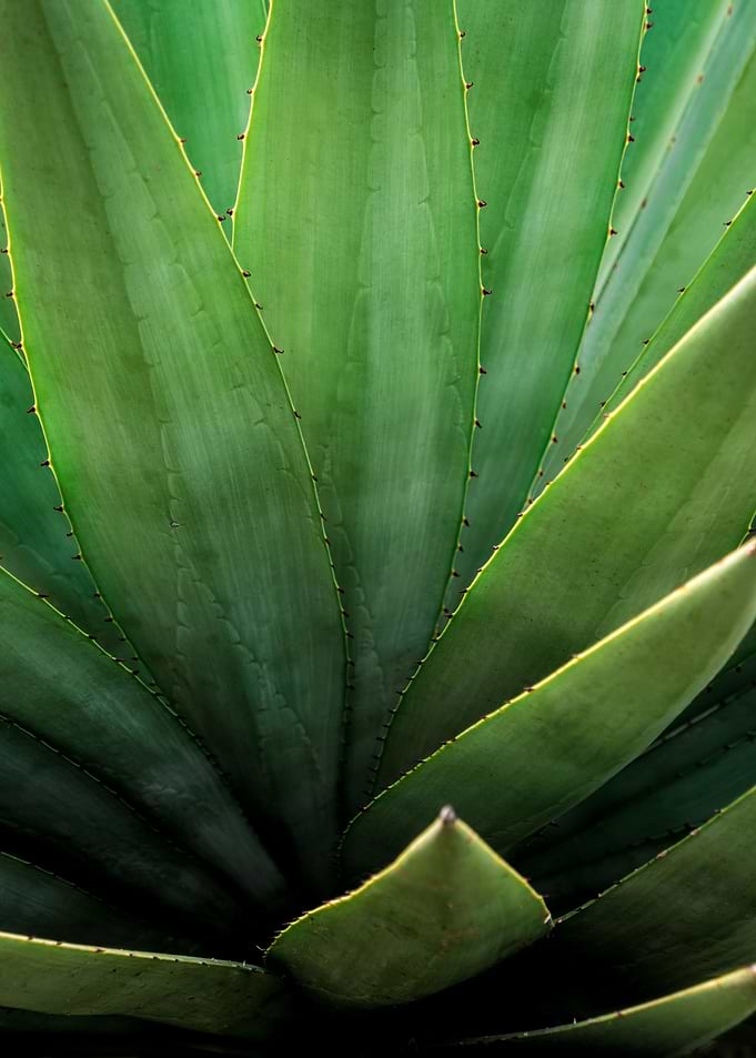AGAVE leaf Succulent plant