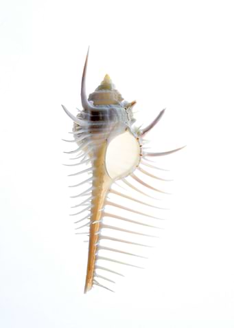 Cabrits Murex shell