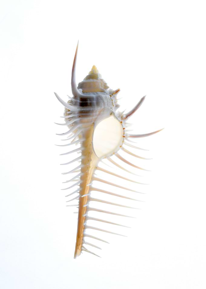 Cabrits Murex shell
