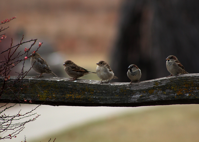 Sitting Birds
