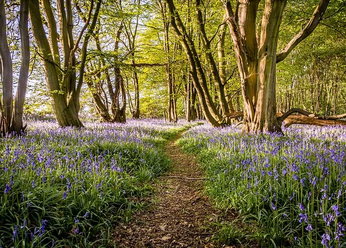Bluebell Path