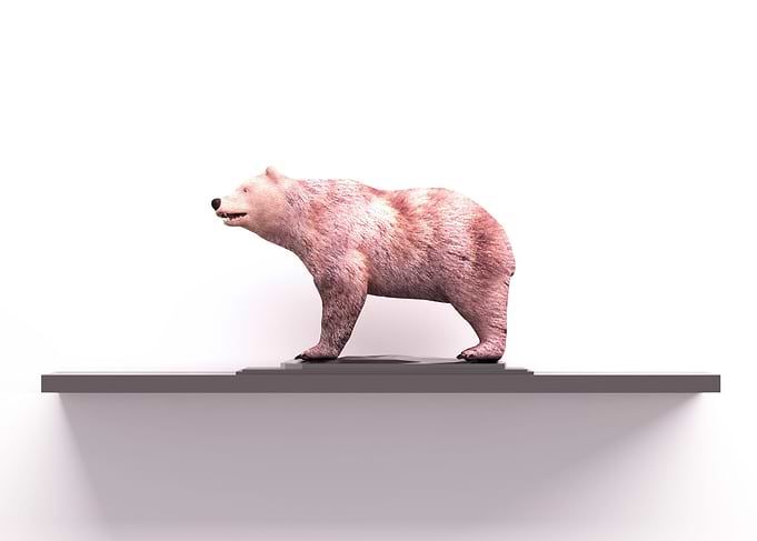 Bear Display