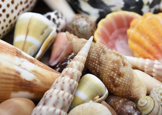 Hawaiian Shells