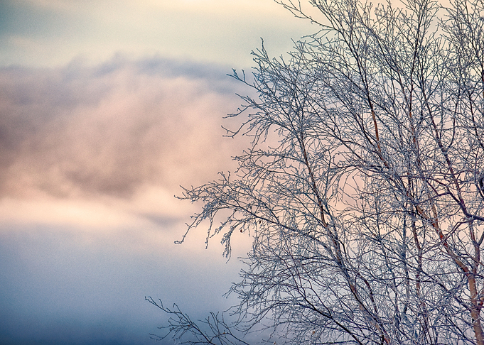 Frosted alder tree