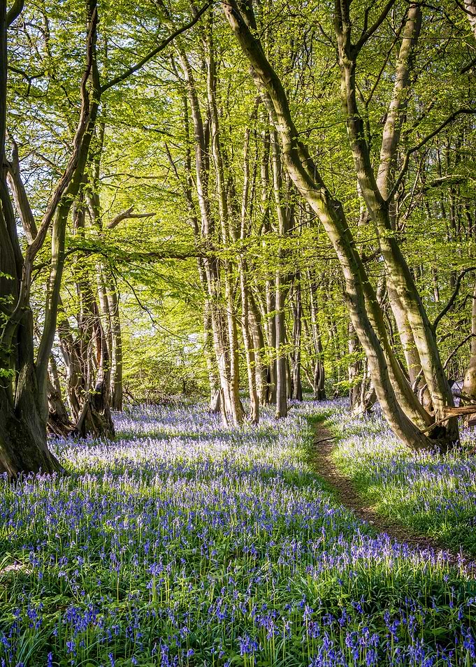 Bluebell Walk