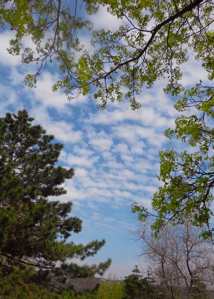 Park landscape