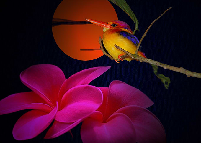 Night Bird