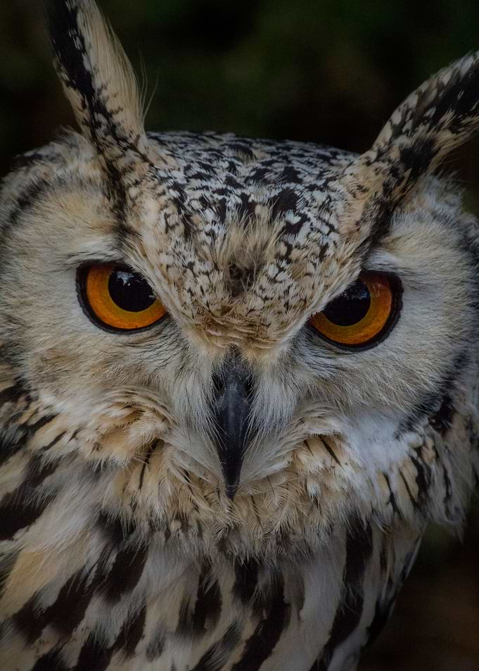 Eagle owl bird