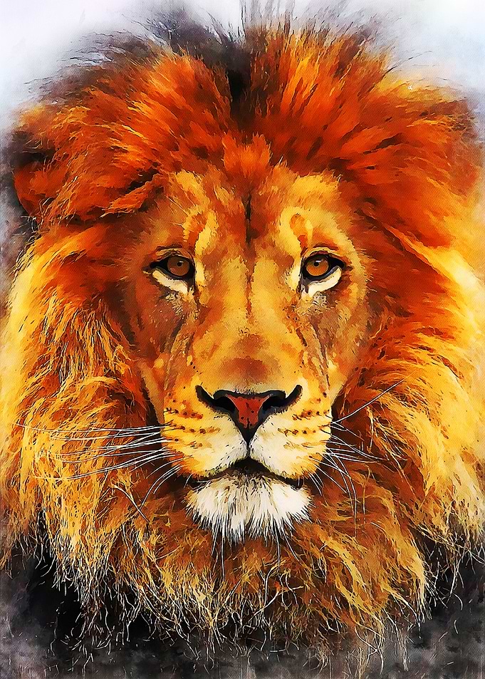 Lion 4