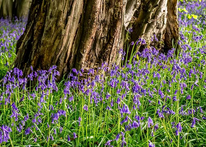 Bluebells Around Tree Trun
