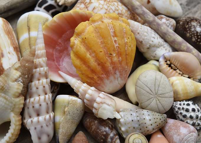 Close up shells