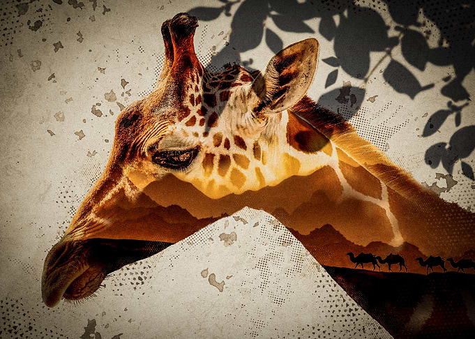 Desert Giraffe