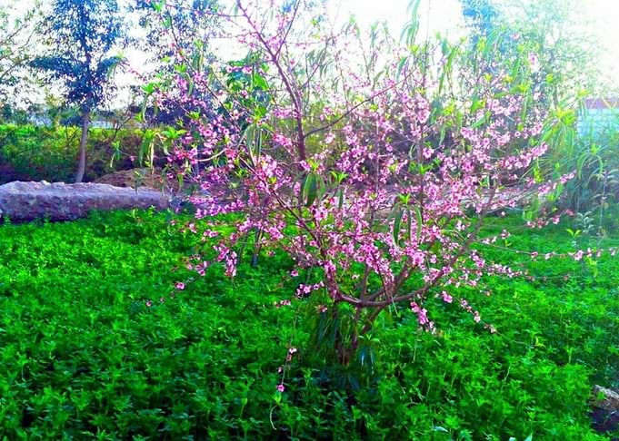The Little Tree
