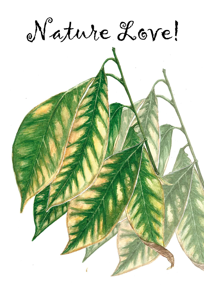 Leaves
