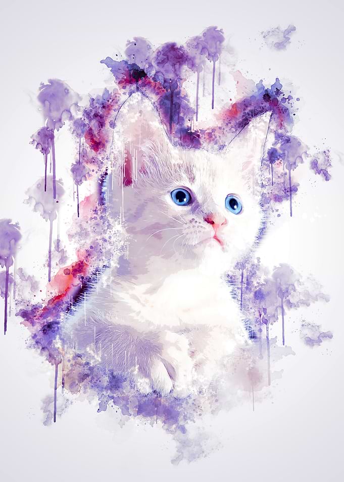 Kitten