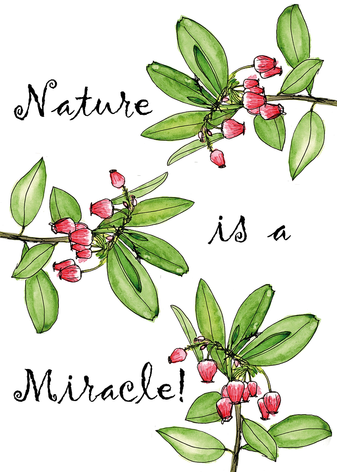 Naturelove Arbutus plant