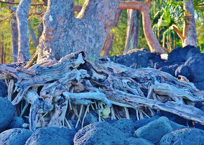 Clinging to lava