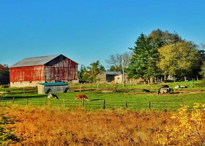 Till The Cows Come Home