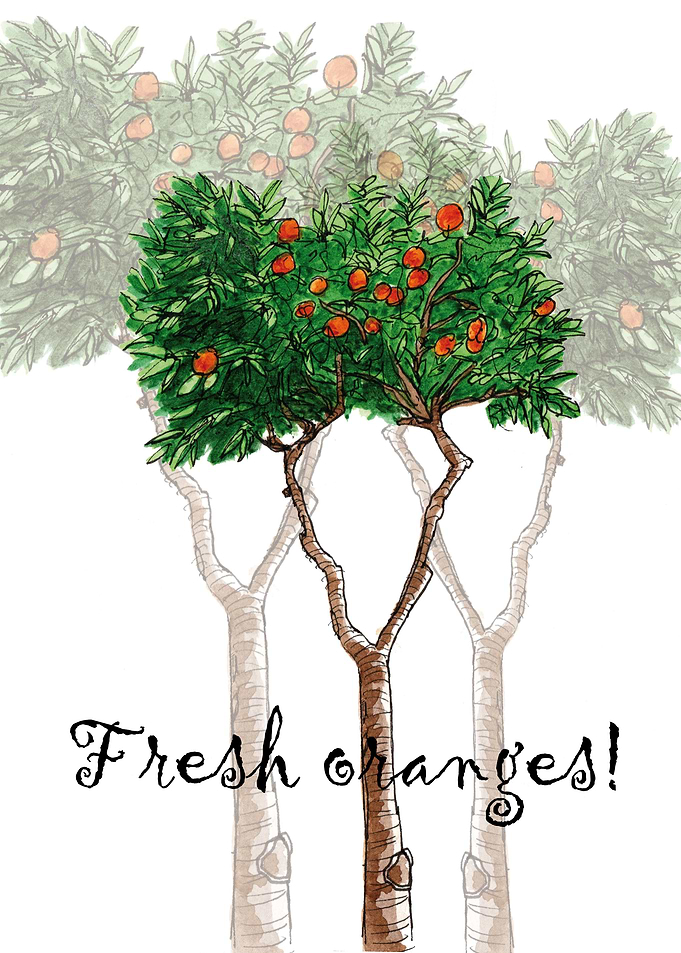 Orange tree