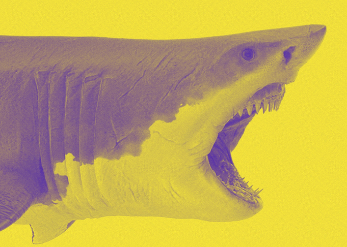 Great White Shark Print
