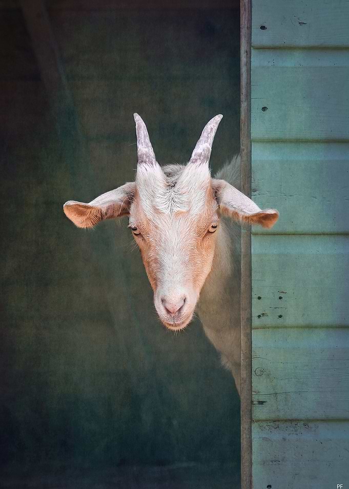 The curious goat