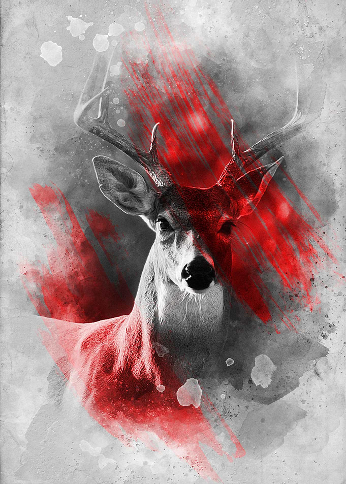 Deer