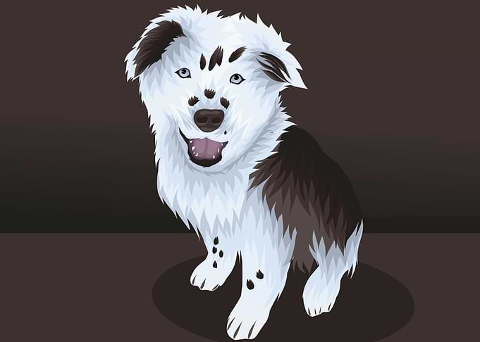 the dog looks at me