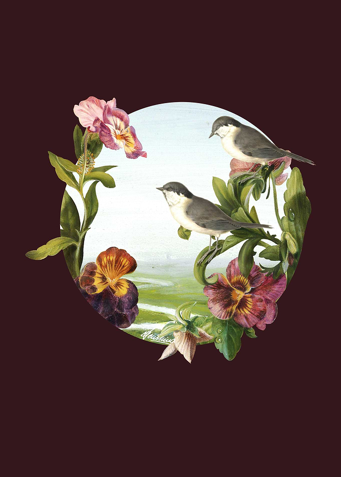 Orchids and Birds