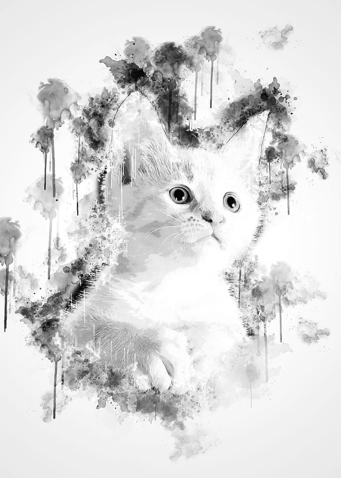 Kitten in Black and White