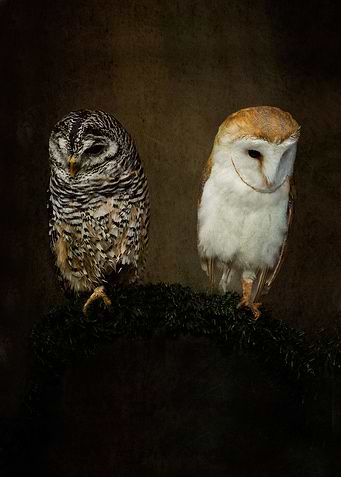 Barn owl