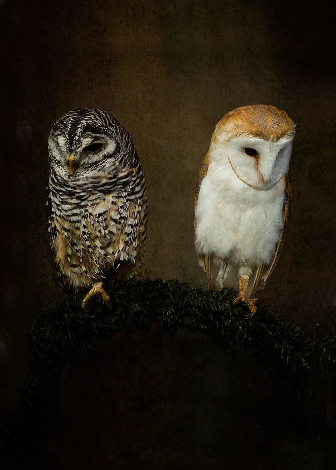 Barn owl