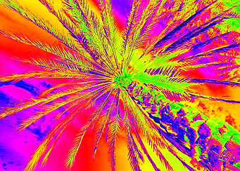 Vibrant Palm tree