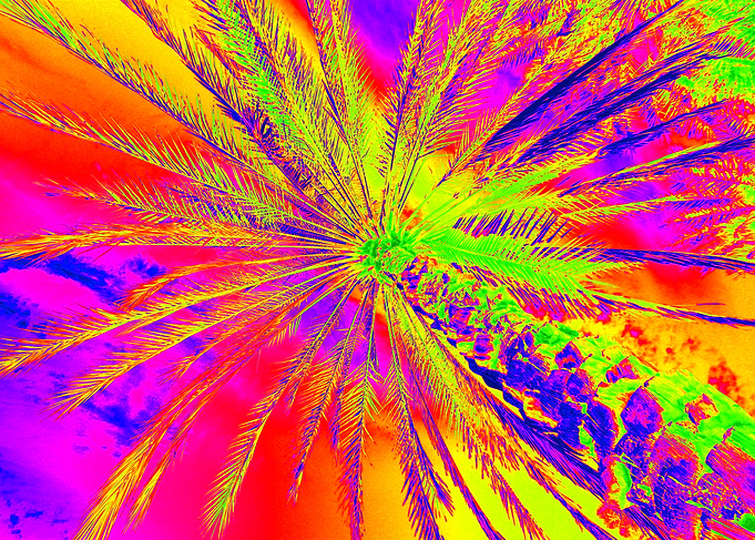 Vibrant Palm tree