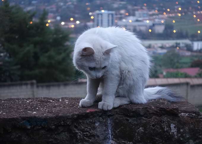 shy feline
