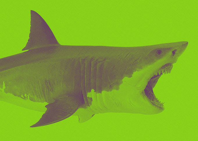 Great White Shark
