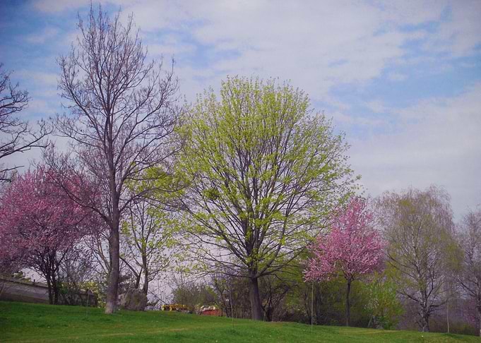 Spring in the park